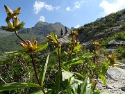 21 Gentiana punctata (Genziana maculata), incontro col Rambo della Valtellina-Val Tartano